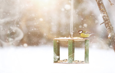 Fototapeta premium Little titmouse on the trough eats. Winter bird.