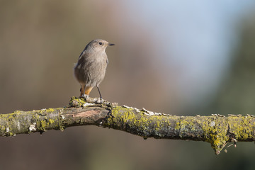 Il codirosso spazzacamino (Phoenicurus ochruros)