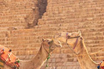 Papier Peint photo Lavable Chameau Two camels on the Giza pyramid background