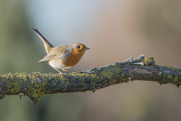 Il pettirosso (Erithacus rubecula)