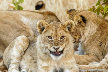 A young lion ( Panthera Leo) looking in the camera roaring, Ongava Private Game Reserve ( neighbour of Etosha), Namibia.