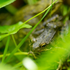 Frosch