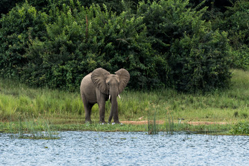 A elephant enjoying the sunset warmth in Murchison Falls national park in Uganda nearby lake Albert Nile River.