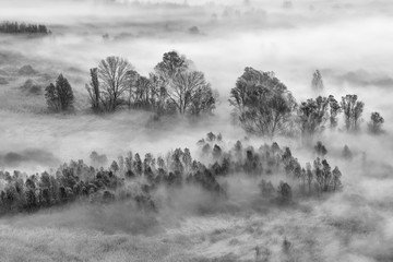 Czarny i biały krajobraz na lesie z mgłą, Włochy - 239130048