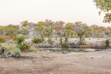 Fototapeta na wymiar A flock of Guinea Fowl ( Numida Meleagris) at a water hole, Ongava Private Game Reserve ( neighbour of Etosha National Park), Namibia.