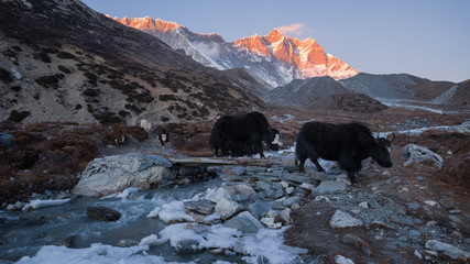 yaks in the himalaya mountains © maciejr23