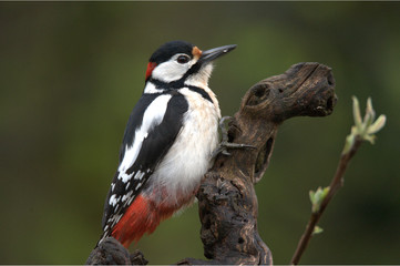 Buntspecht Männlich