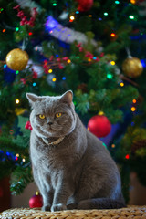 Beautiful gray British shorthair cat in a silver collar on the background of the Christmas tree with bokeh lights sitting on a wicker bench