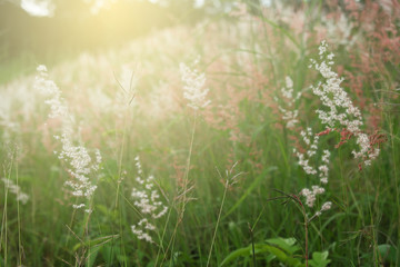 grass flowers closeup