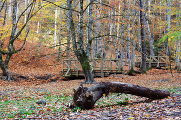 Autumn at Yedigoller Natural Park at Bolu / Turkey