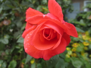 fotos de plantas varias naturaleza 