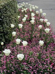 fotos de plantas varias naturaleza 
