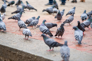 Obraz premium pigeons on the street
