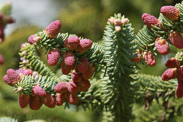Abies pinsapo 'glauca'