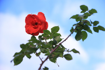 冬空の中の赤い薔薇