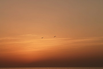 birds flying in the sky