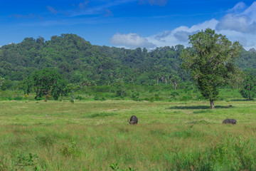 Fototapeta na wymiar Beautiful Landscape of Savanna Sadengan, Alas Purwo National Park, Banyuwangi, Indonesia