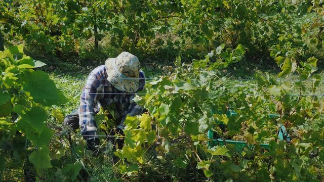 Seasonal worker working on a vineyard harvest. Top view
