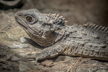 Head of Tuatara