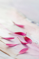 little pink daisy petal on a textured background with copy space