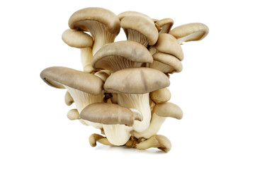 Cluster of fresh oyster mushrooms isolated on white background