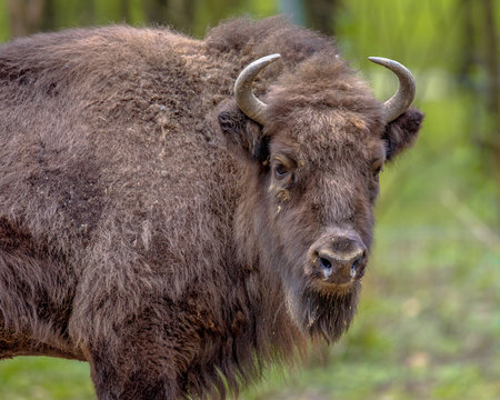 Wisent bison bull looking at camera
