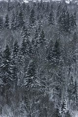 Snow on the branch of tree