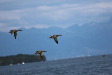 fotografias de plantas varias 