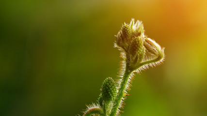 Closeup sensitive plant purple flower blooming nature, mimosa pudica 