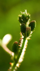 Closeup sensitive plant purple flower blooming nature, mimosa pudica 