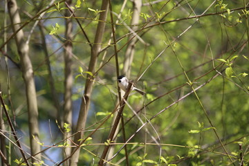 fotografias de aves varias naturaleza 