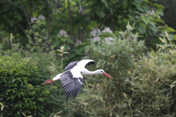 fotografias de aves varias naturaleza 