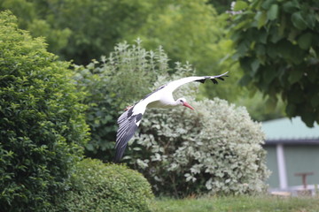 fotografias de aves varias naturaleza 