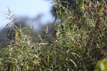 fotografias de aves varias naturaleza 