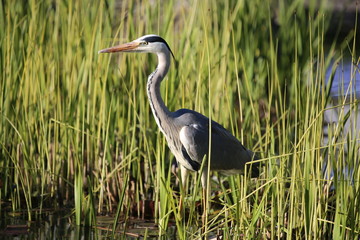 fotografias de aves varias naturaleza 