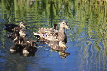 fotografias de aves varias naturaleza 