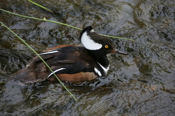fotografias de aves varias naturaleza 
