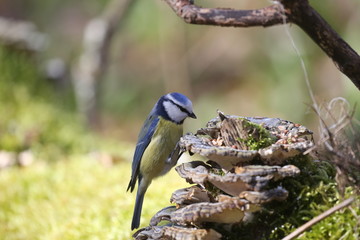 fotografias de aves varias naturaleza 