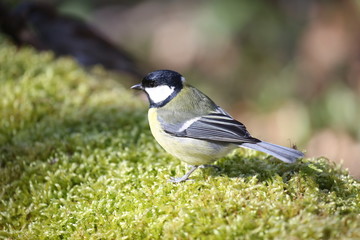 fotografias de aves varias naturaleza 