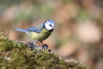 fotografias de aves varias naturaleza 