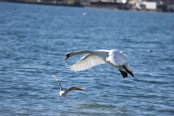 fotografias de aves varias naturaleza 