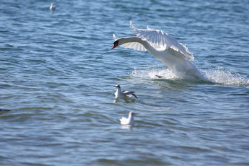 fotografias de aves varias naturaleza 