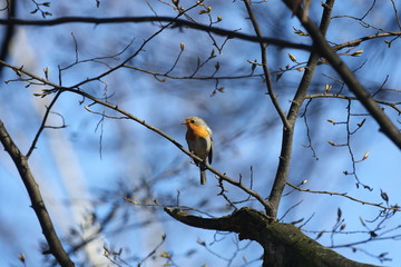 fotografias de aves varias naturaleza 