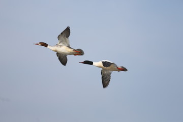 fotografias de aves varias naturaleza 