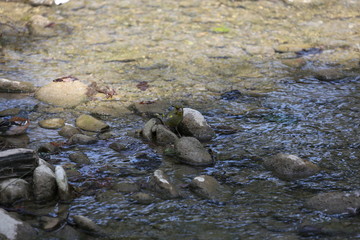 fotografias de aves varias naturaleza 