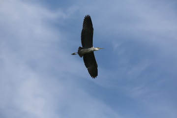 fotografias de aves varias naturaleza 