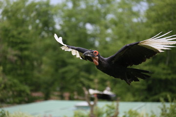 fotografias de aves varias naturaleza 