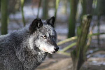 Fototapeta premium Wolf