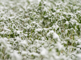 plants in the garden covered in snow