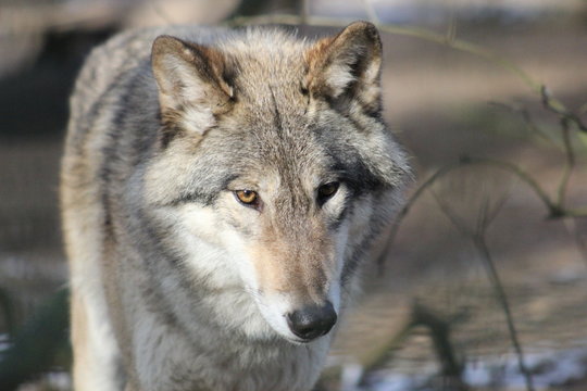 Wolf © Tanja Naturfoto